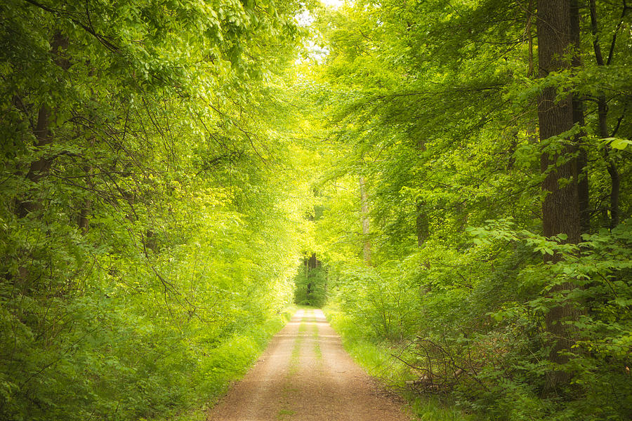 Peaceful forest path leading toward light